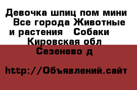 Девочка шпиц пом мини - Все города Животные и растения » Собаки   . Кировская обл.,Сезенево д.